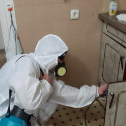 Дезинфекция от муравьев в квартире в Большом Буньково
